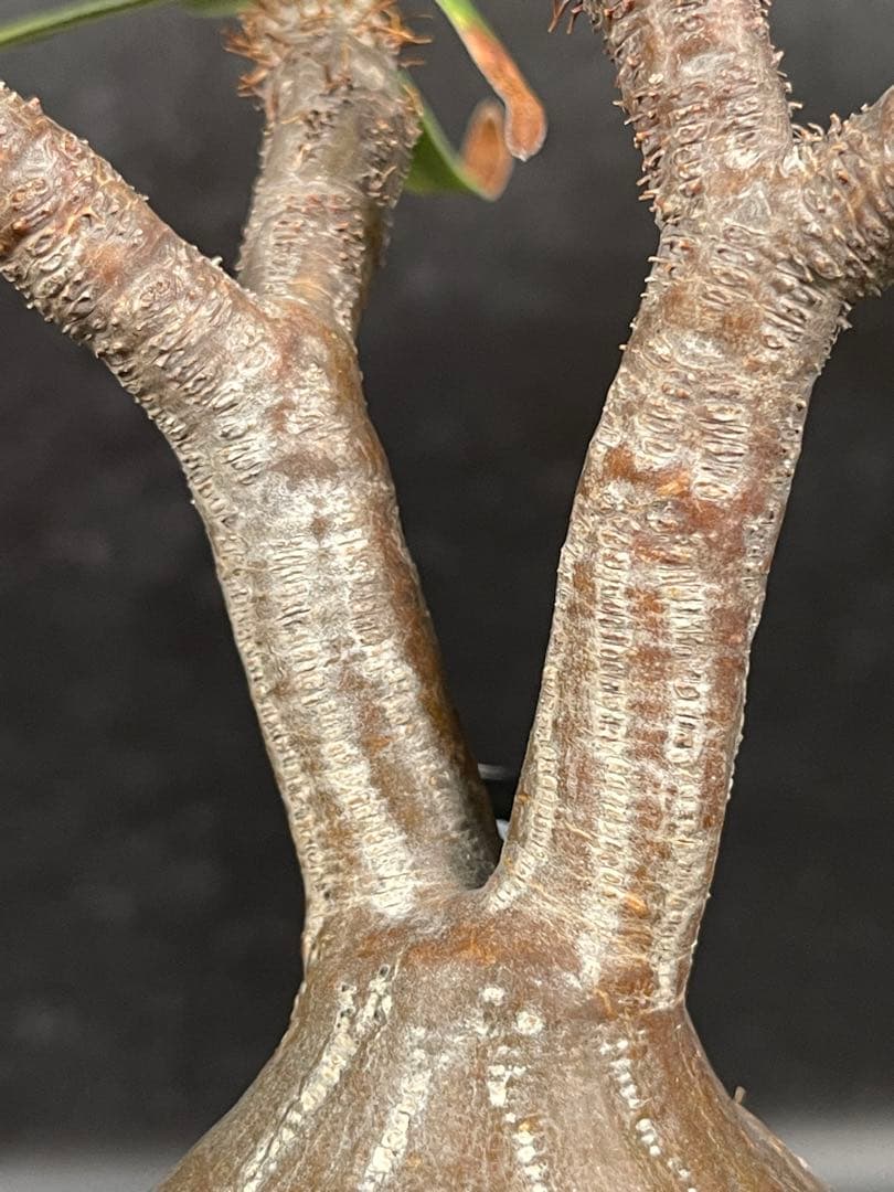 EMP パキポディウム グラキリス / ウサギ耳　現地球 C1