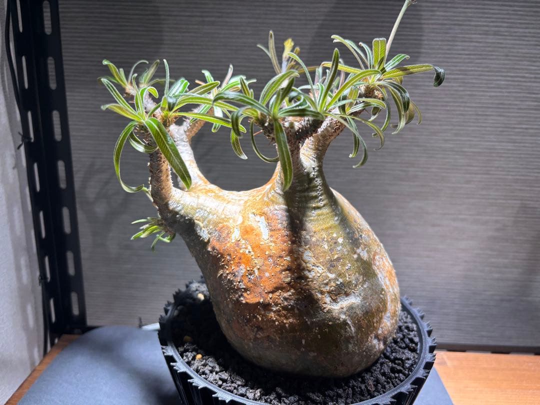 パキポディウム　グラキリス　発根済み　現地球