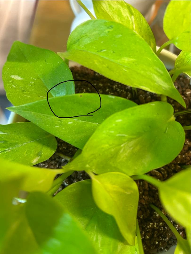 ポトスライムコンパクト