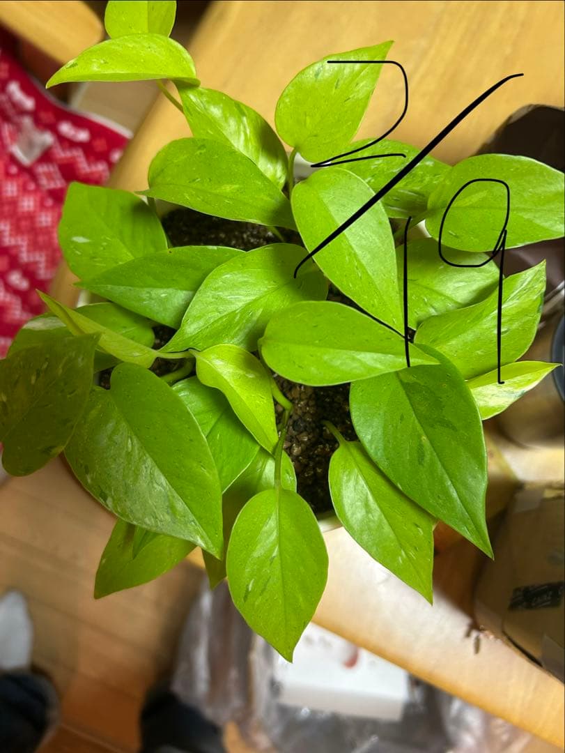 ポトスライムコンパクト