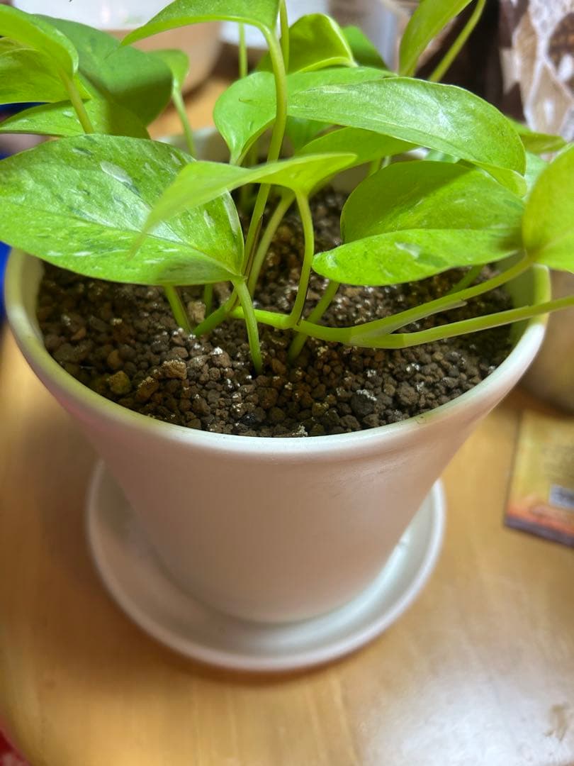 ポトスライムコンパクト