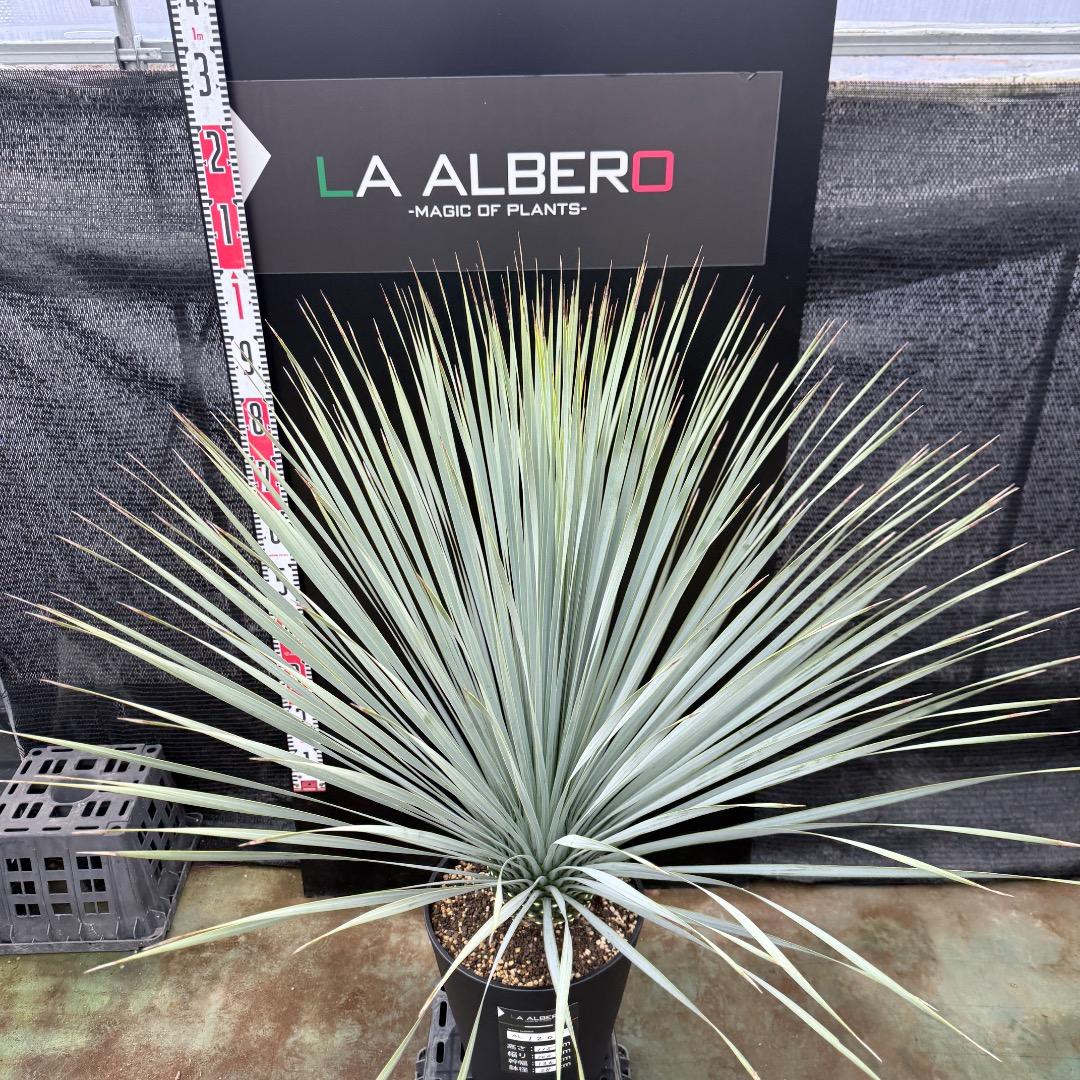 【AL1205】ユッカ　ロストラータ　ランチョブルー（品種名）