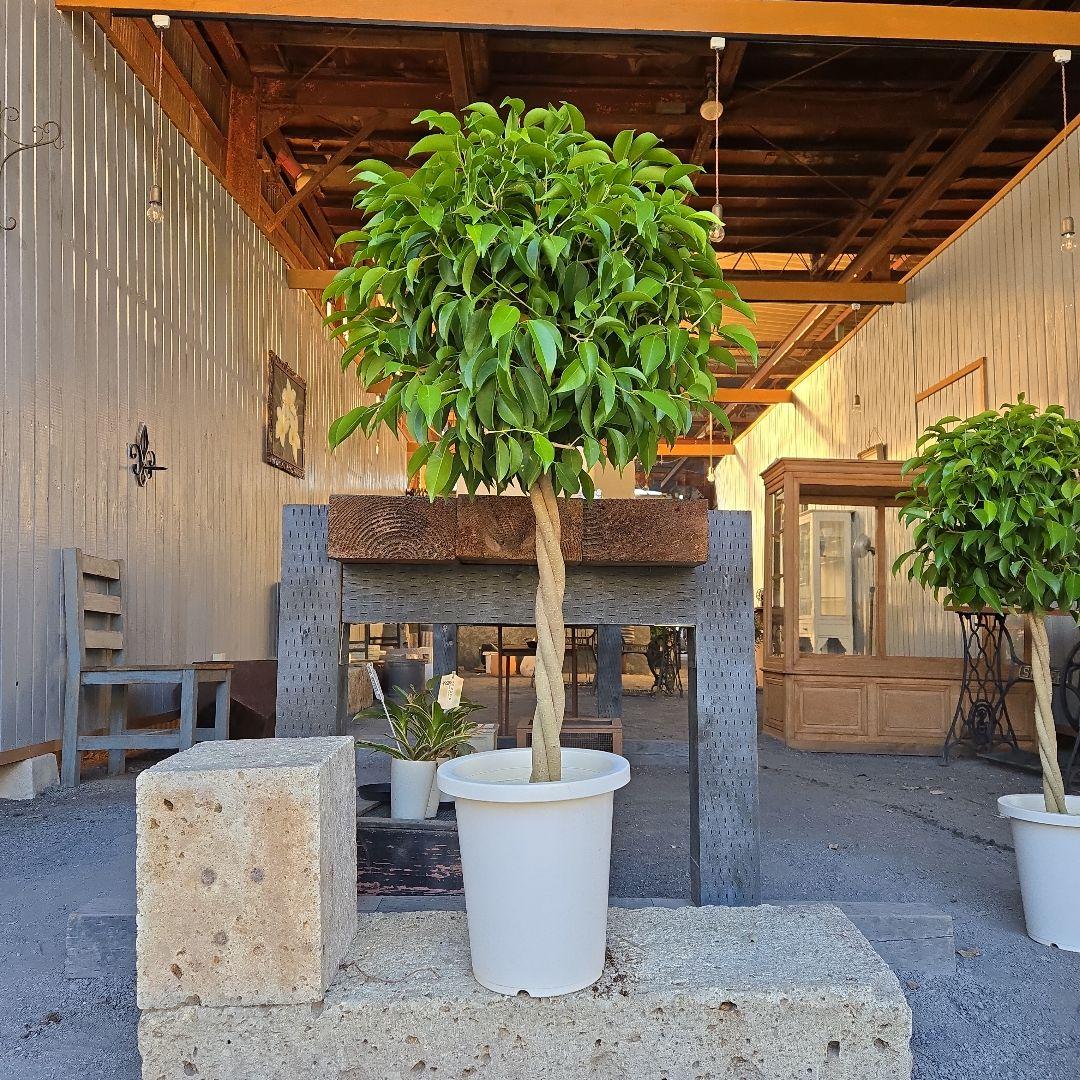 ①　フィカス　ベンジャミン　ネジリ　8号　特大苗木最高等級極上品‼️