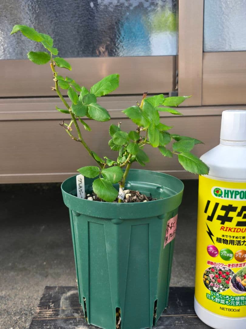 S様✦バラ苗✦ꕥ。.ご確認用ページꕤ‿ꕤ.。