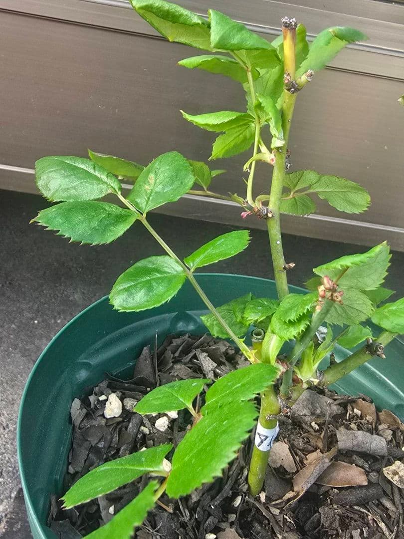 S様✦バラ苗✦ꕥ。.ご確認用ページꕤ‿ꕤ.。