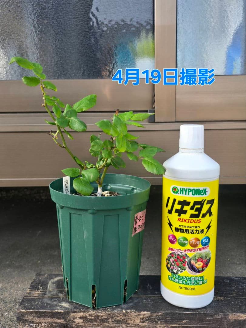 S様✦バラ苗✦ꕥ。.ご確認用ページꕤ‿ꕤ.。