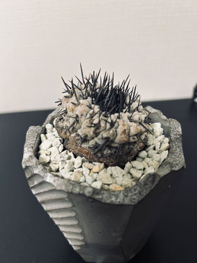 最終値下　コピアポアシネレア　現地球黒王丸　n/oh