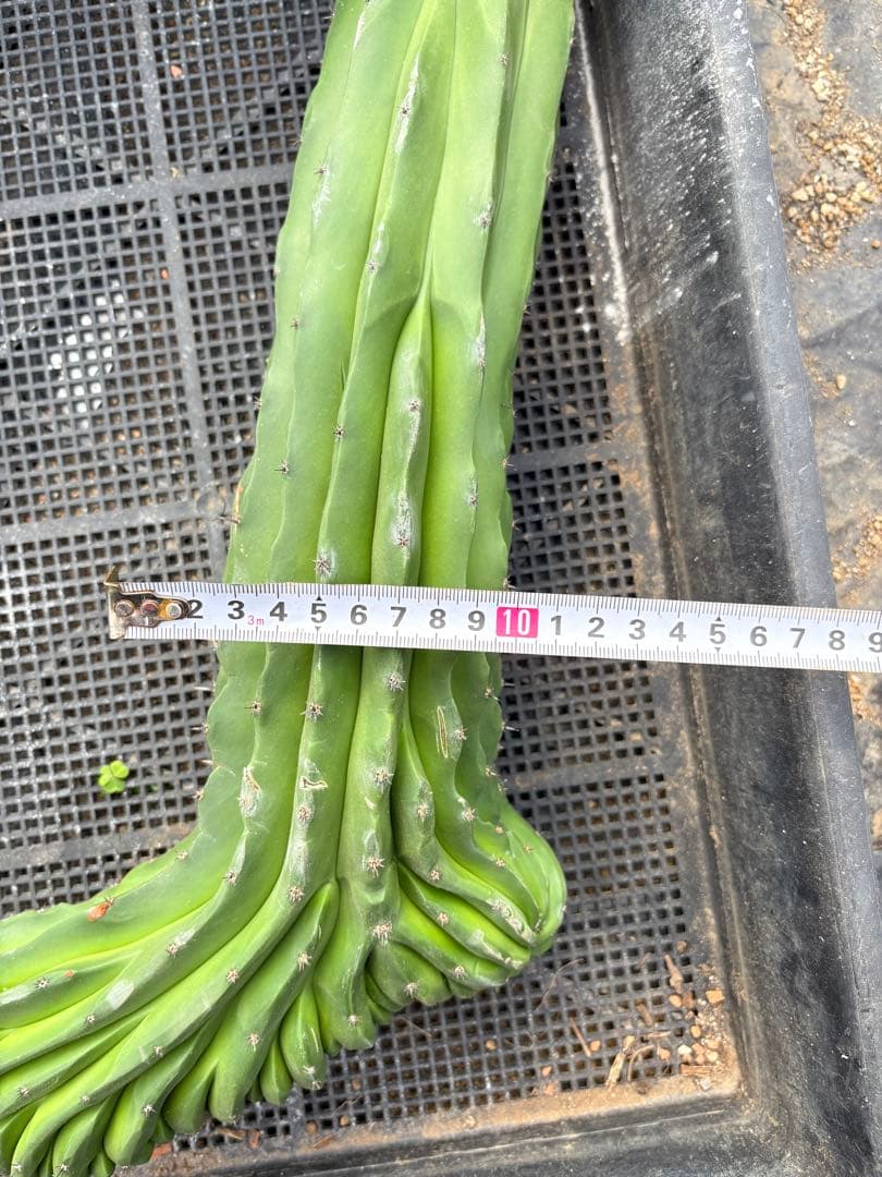 仙人閣　綴化　サボテン