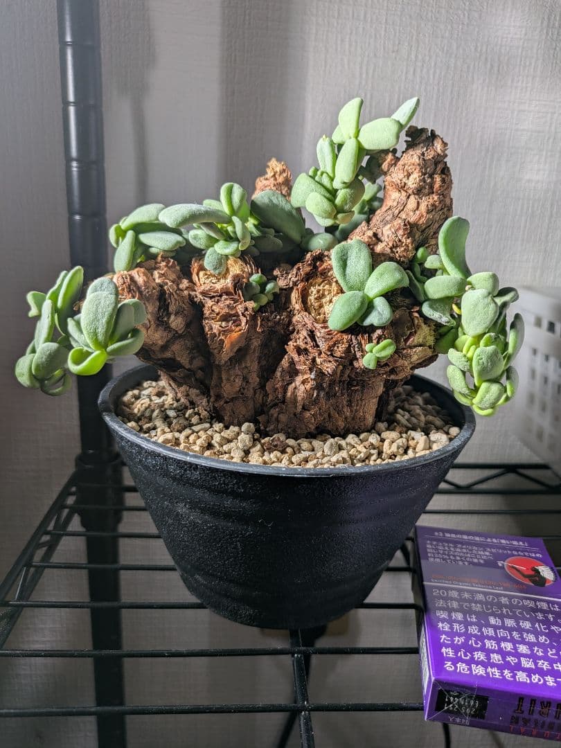 ケラリア ピグマエア 大株 発根済み 鉢発送