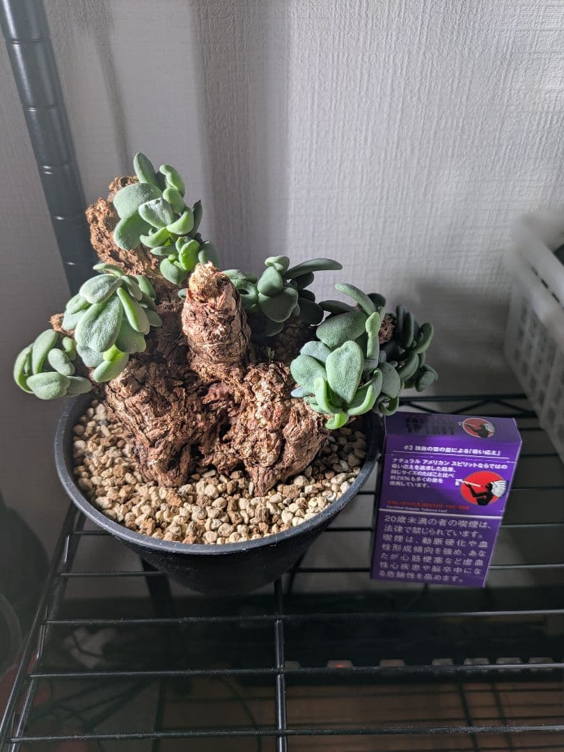 ケラリア ピグマエア 大株 発根済み 鉢発送