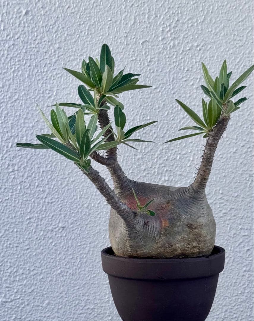 パキポディウム グラキリス　発根済み