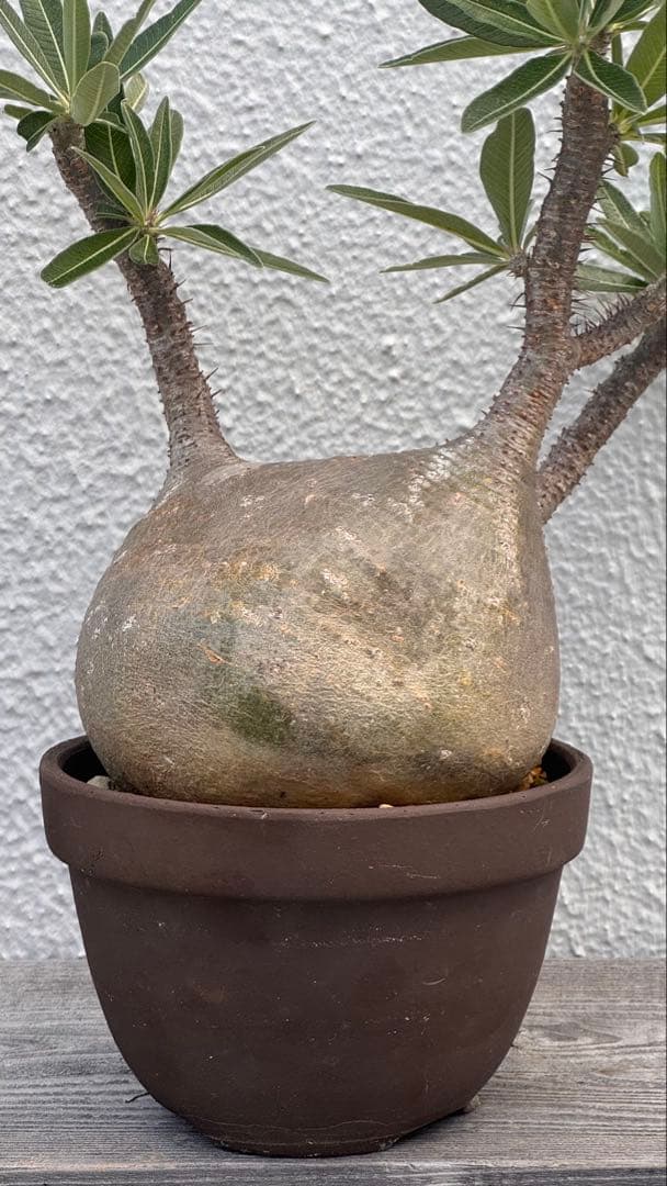 パキポディウム グラキリス　発根済み