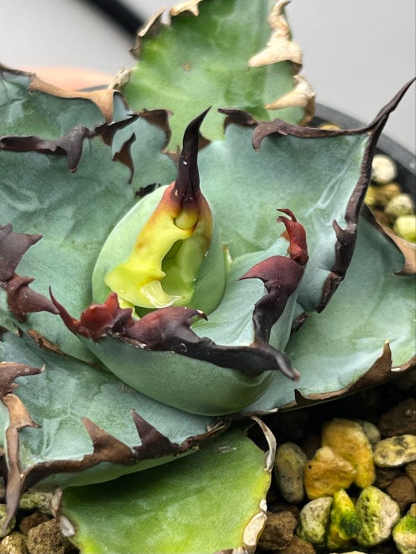 アガベ　チタノタ　ブルー　実生　子株