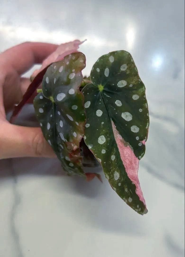 【希少】 ベゴニア　マクラータ　斑入り　ピンク