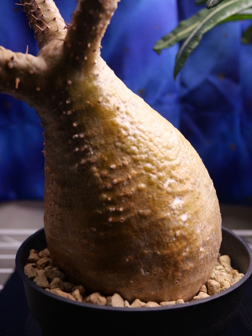 グラキリス現地球　塊根植物　鉢ごと