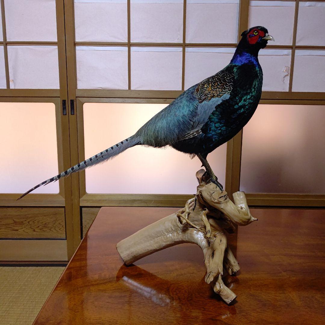 ‼️本物剥製‼️ 日本のキジ‼️プロが剥製‼️オマケ付き(o^－^o)