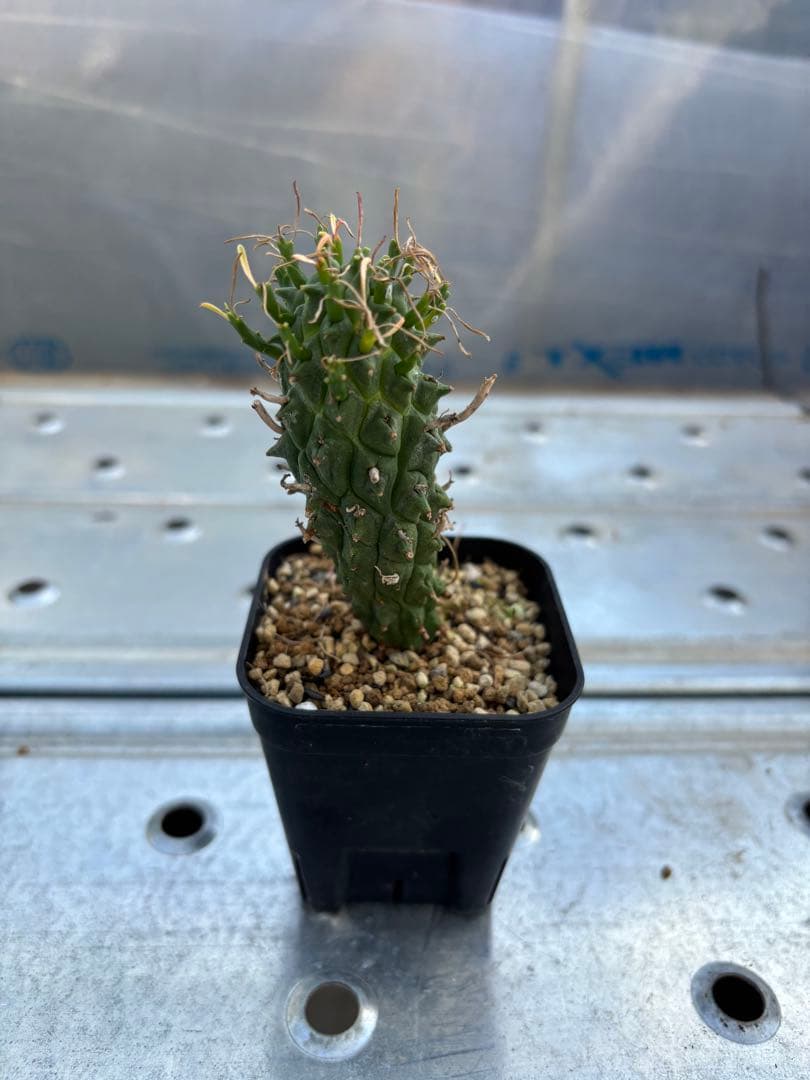 ユーフォルビア　闘牛角　スコエンランディ