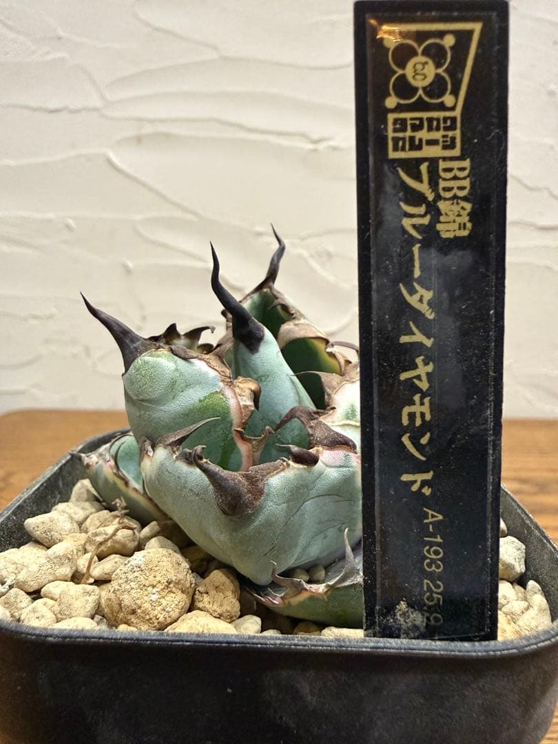 ブルーダイヤモンド　BB【ピンク斑入り】【ボール型】【台湾ナーセリー】