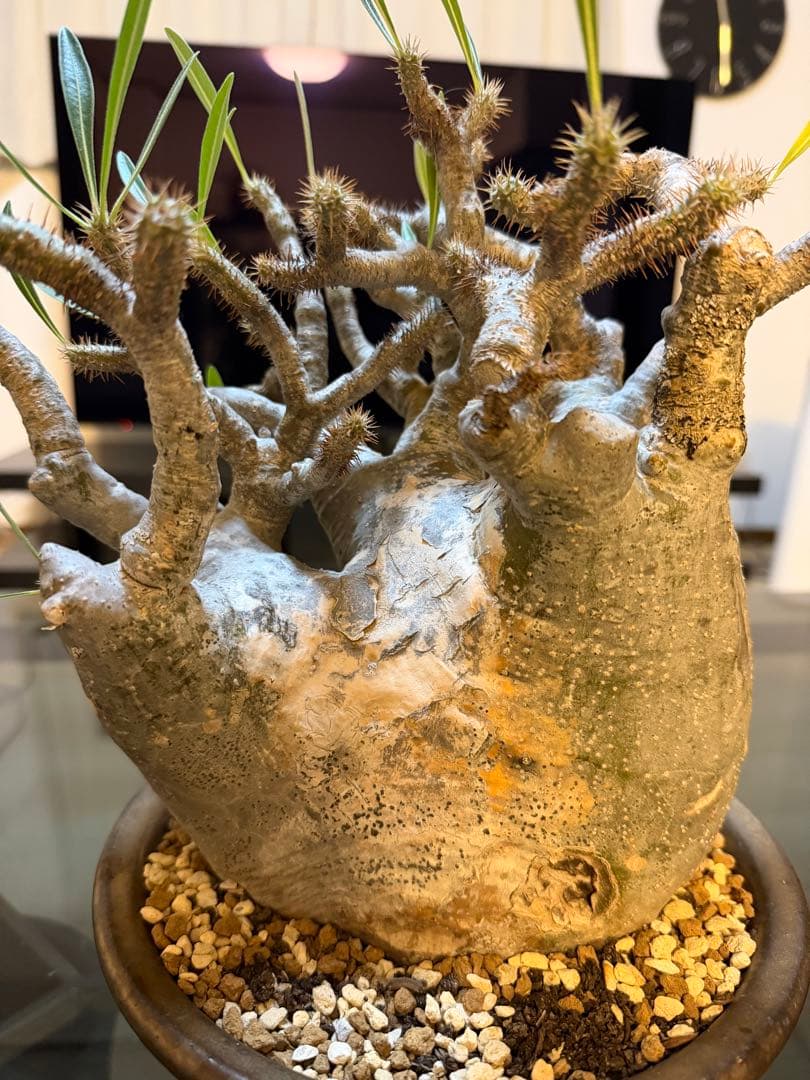 パキポディウムグラキリス　現地球　塊根植物 陶器鉢付き