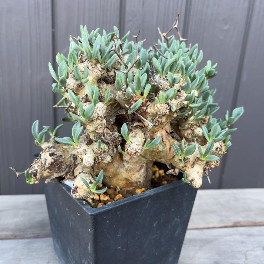 《期間限定販売❗️》『チレコドン　レティキュラータス　万物想』極美大株　現地株