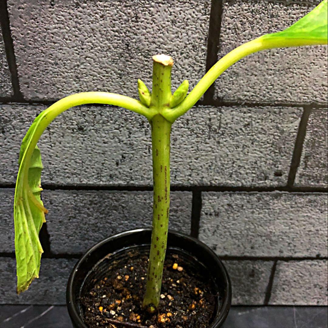 紫陽花  ダンスパーティー　②