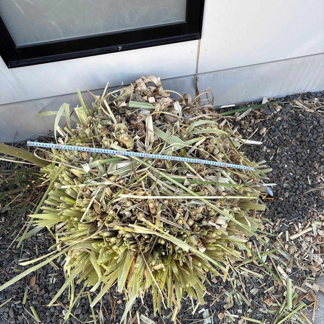 徳島　パンパスグラス　大株