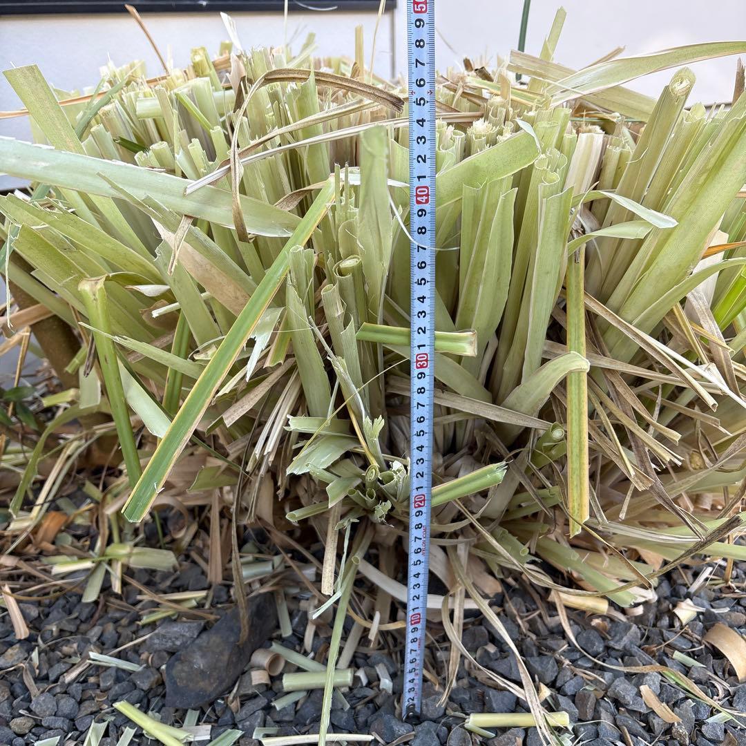 徳島　パンパスグラス　大株