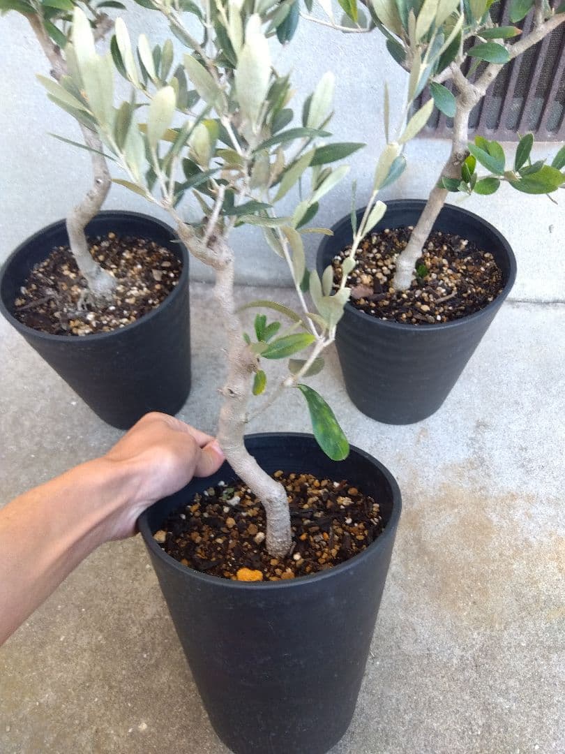 オリーブ　盆栽　6号鉢つき　3鉢セット❗　⑧