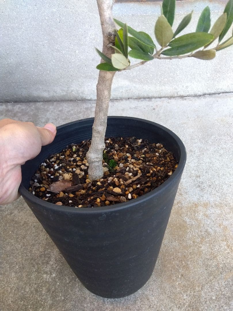 オリーブ　盆栽　6号鉢つき　3鉢セット❗　⑧