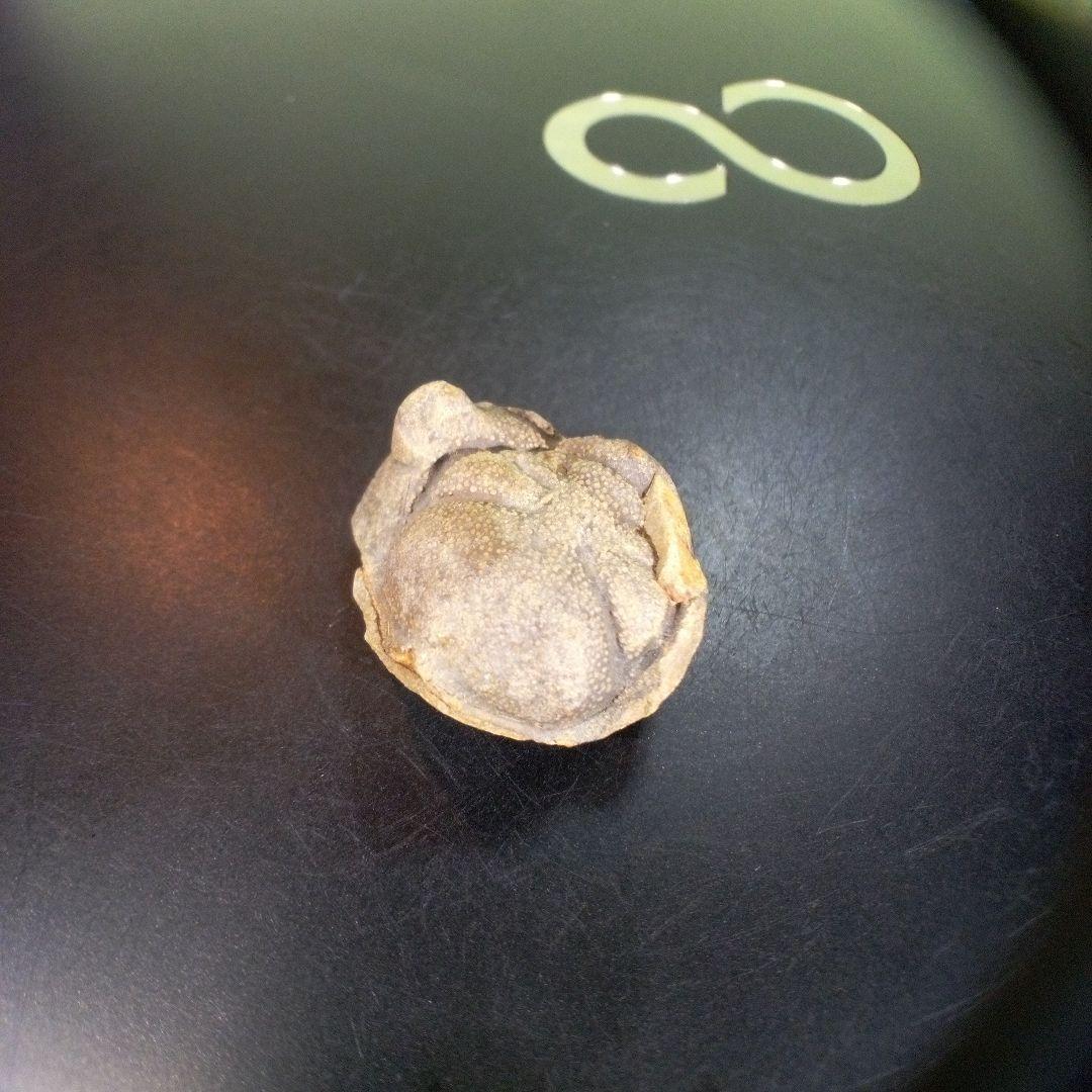 三葉虫　南米産　化石　fossil　ボリビア産　trilobite　南米化石郡⑧