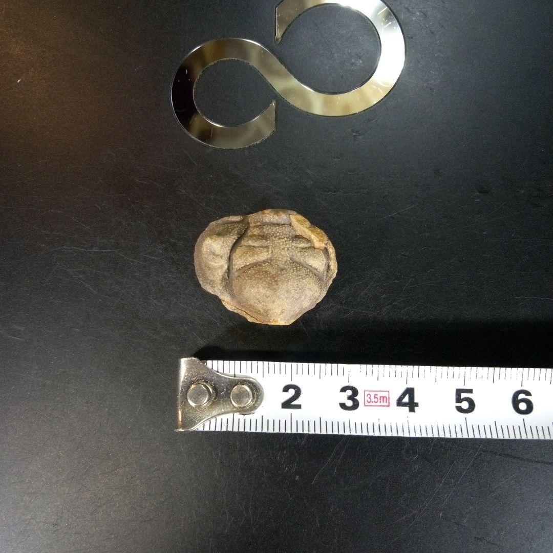 三葉虫　南米産　化石　fossil　ボリビア産　trilobite　南米化石郡⑧
