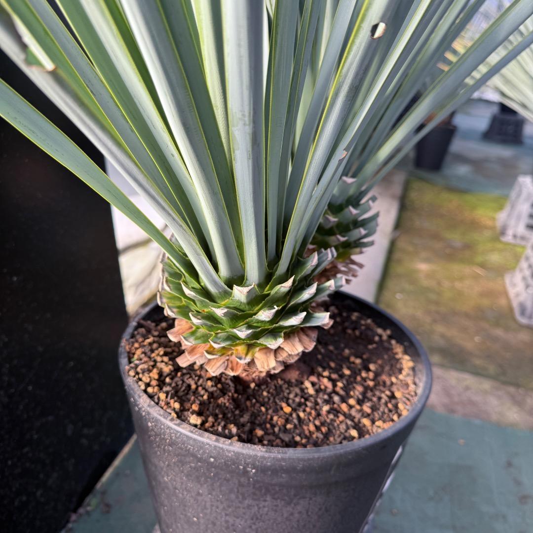 【AL1070】ユッカ　リギダ　バランスの良いダブルヘッド