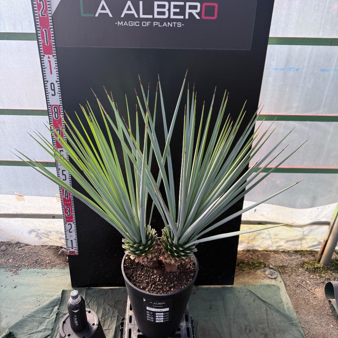 【AL1070】ユッカ　リギダ　バランスの良いダブルヘッド