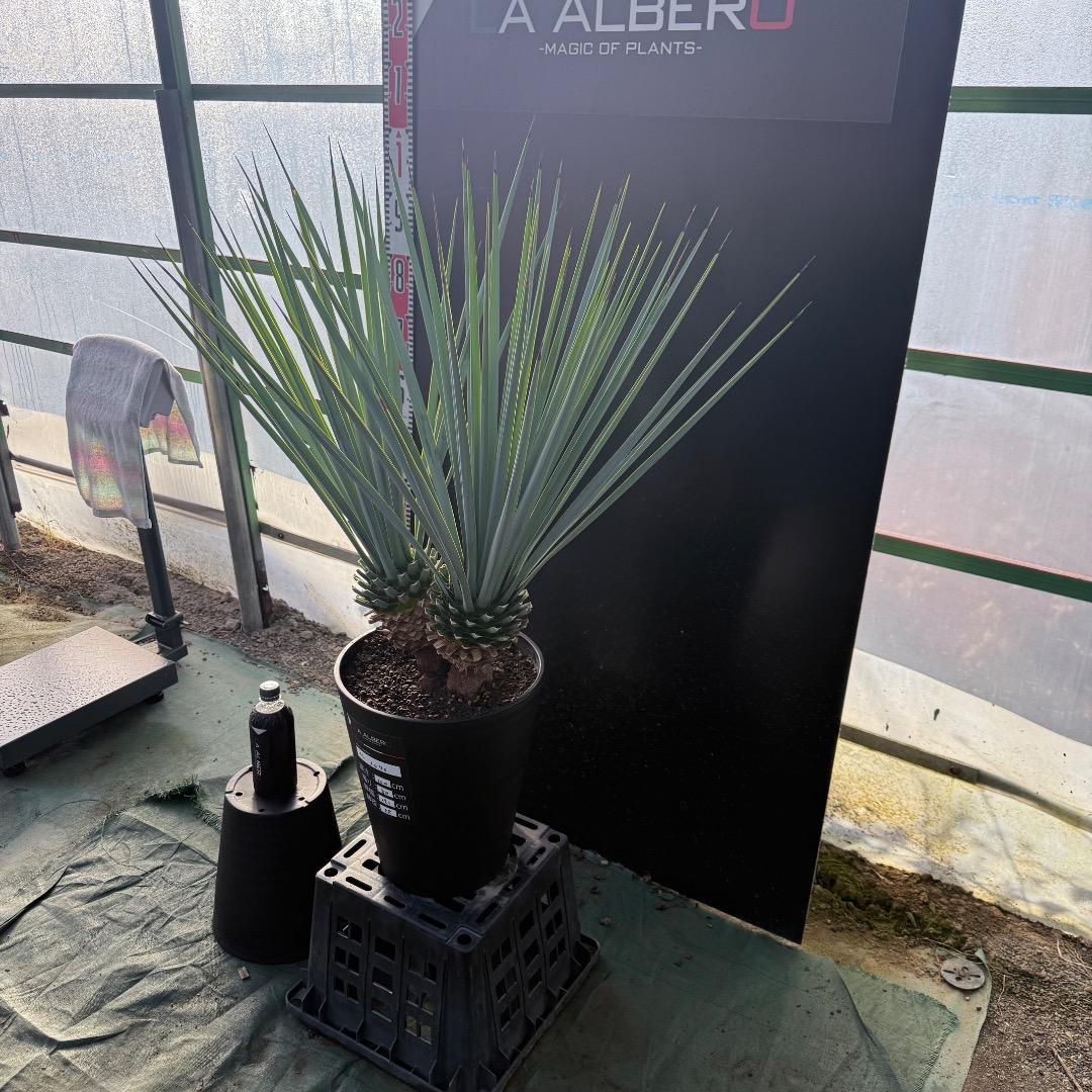 【AL1070】ユッカ　リギダ　バランスの良いダブルヘッド