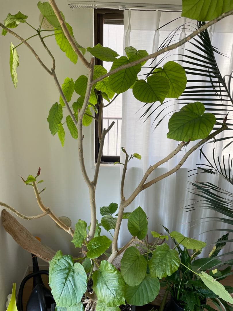 【引き取り優先・配達要相談】フィカス・ウンベラータ　特大　高さ：約200cm