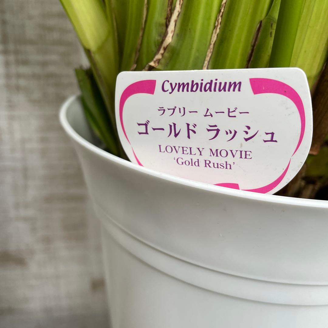 週末特価！2鉢価格！シンビジウム　苗　苗木　4本立ち　洋ラン　蘭　三つ星