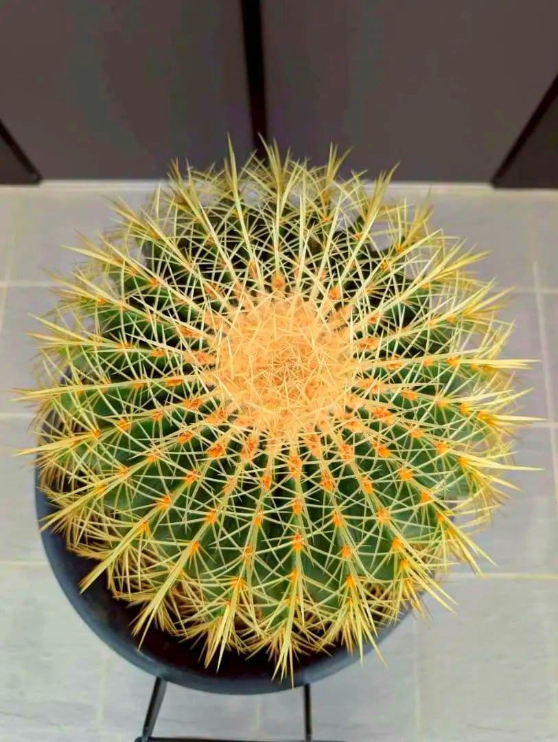 15号金鯱サボテン【2月最終値引き1万円】AB