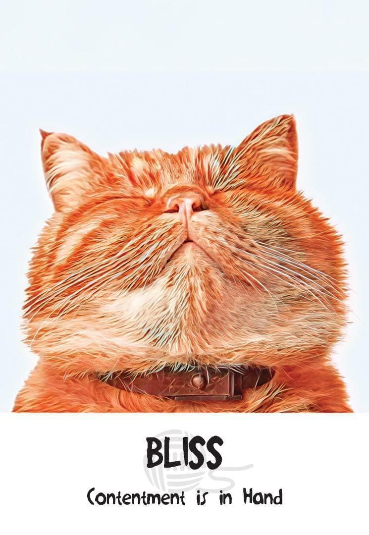【正規品オラクルカード】新装版✨キュート＆癒し✨可愛い猫たちの知恵のカード