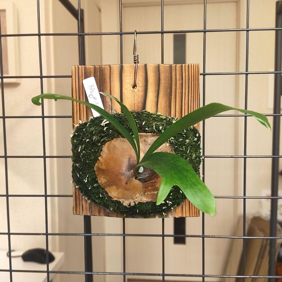 【Re】P.hillii RP spore