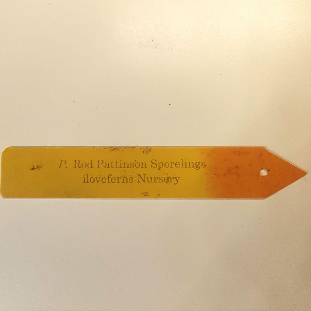 【Re】P.hillii RP spore