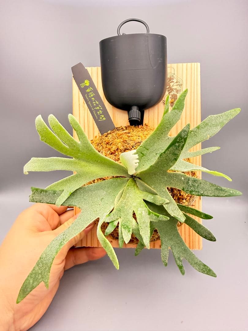 Antoni Gaudi　ビカクシダ Golden Boy spore