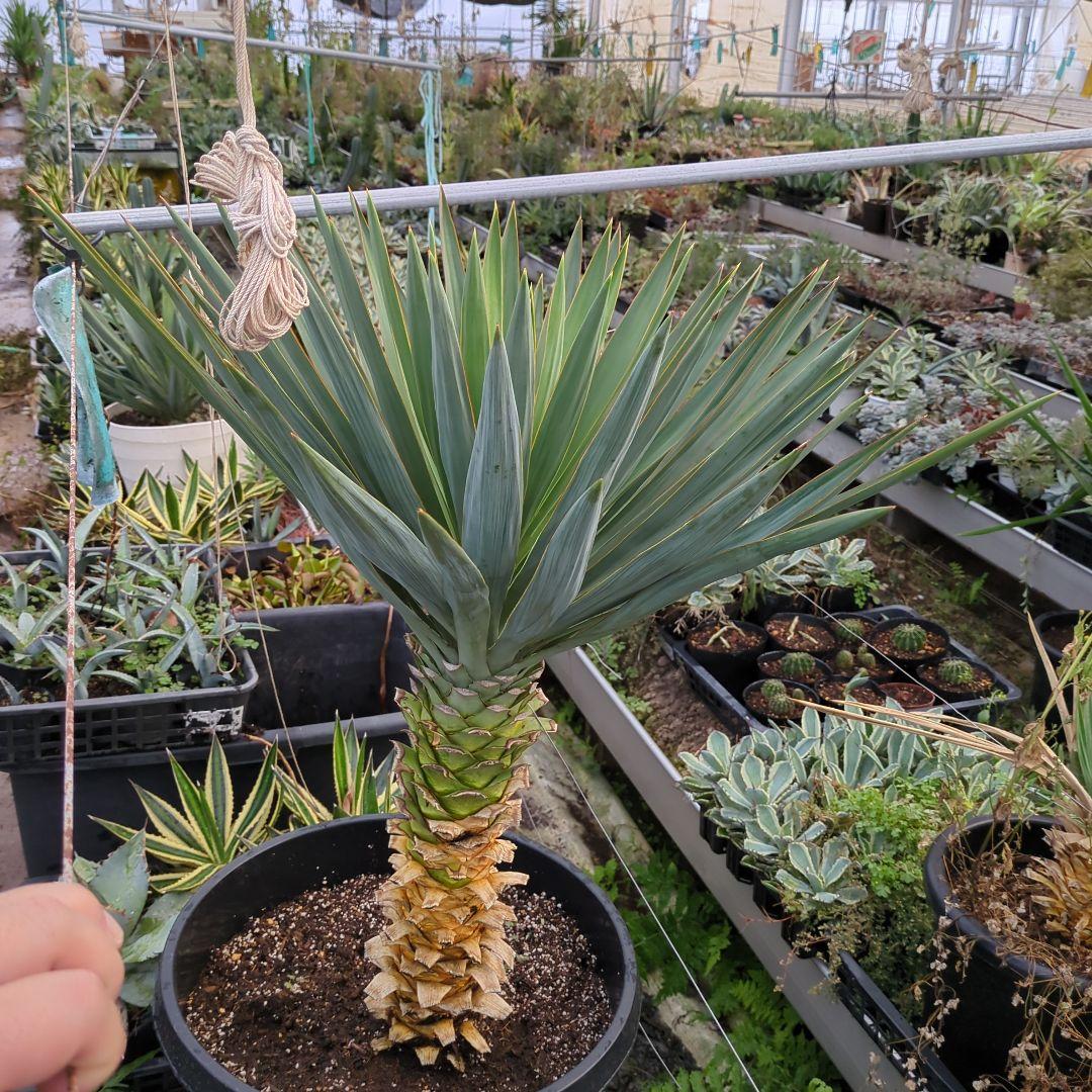 ユッカ グロリオサ 幹立ち アツバキミガヨラン 大株　ドライガーデン アガベ