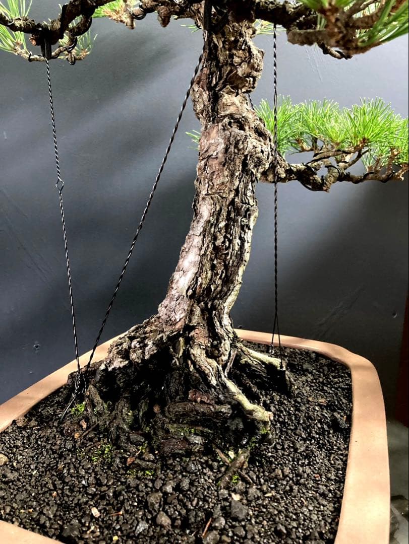 黒松盆栽 ☆名鉢佳山☆