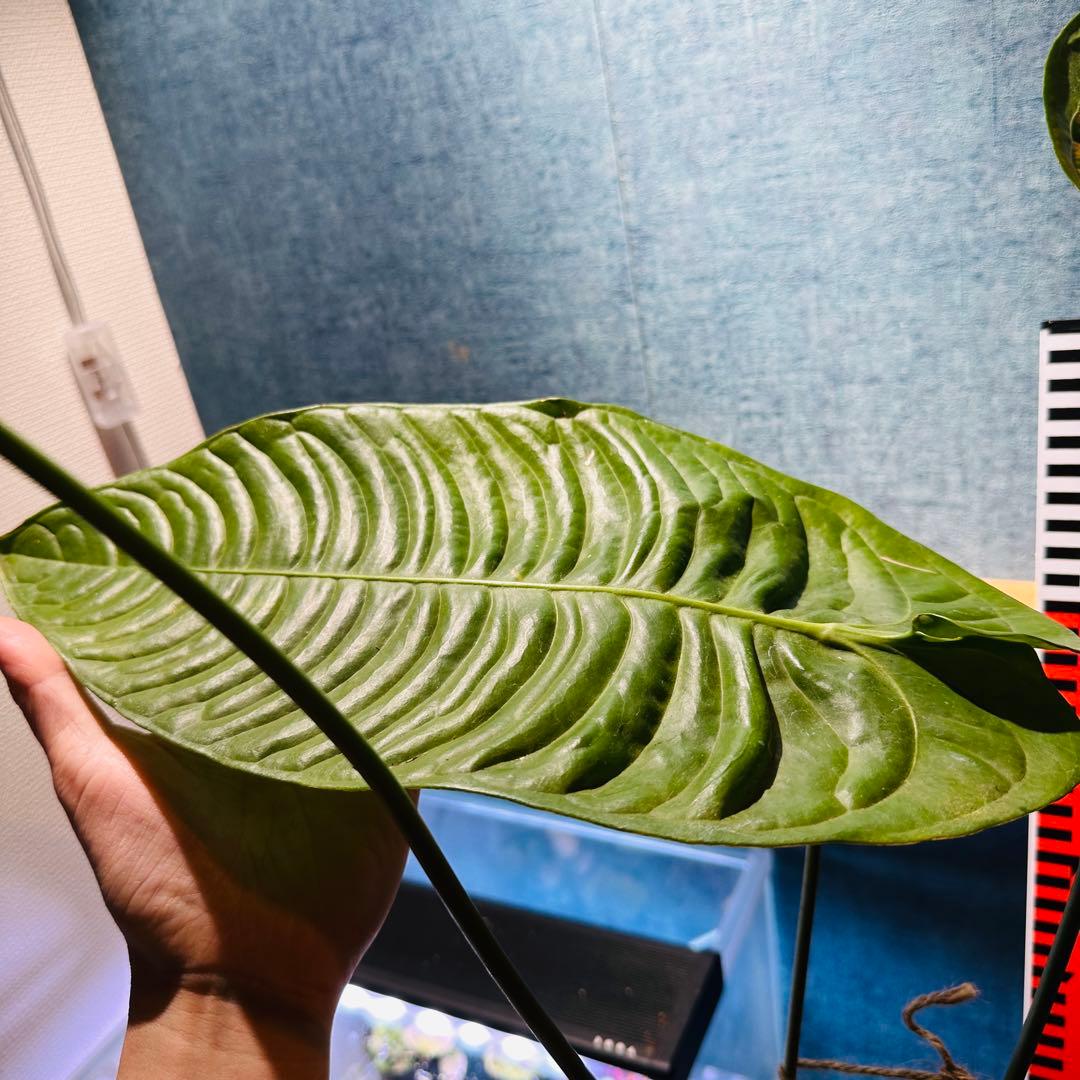アンスリウム ベイチー　Anthurium veitchii narrow