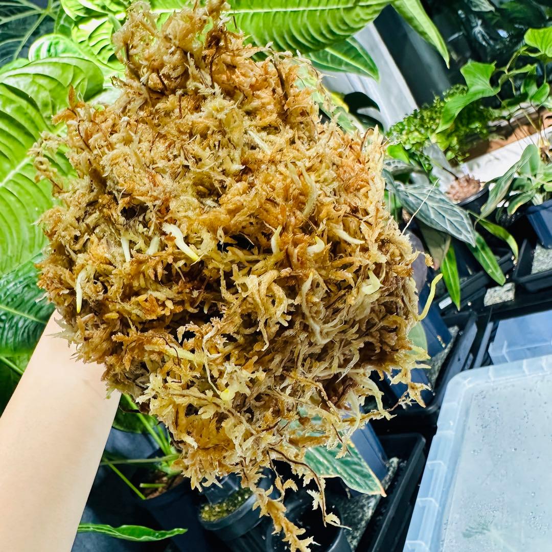 アンスリウム ベイチー　Anthurium veitchii narrow