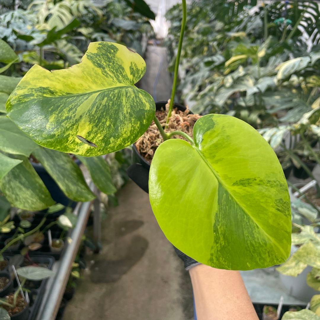 R11 モンステラ　イエローマリリン　黄斑入り