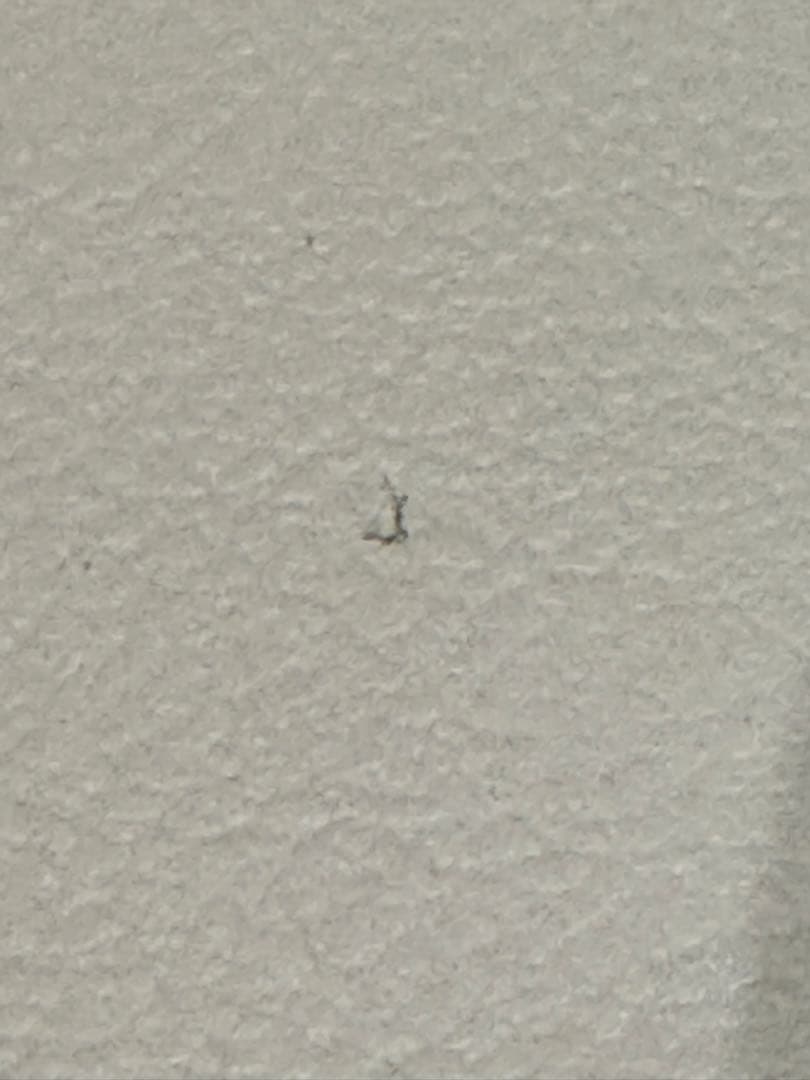 IDC大塚家具 ダイニングチェア シネマ HOC-096 WO 椅子2脚セット