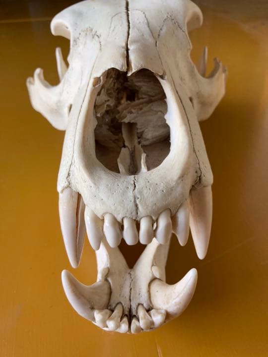 熊の頭骨　インテリア　置物