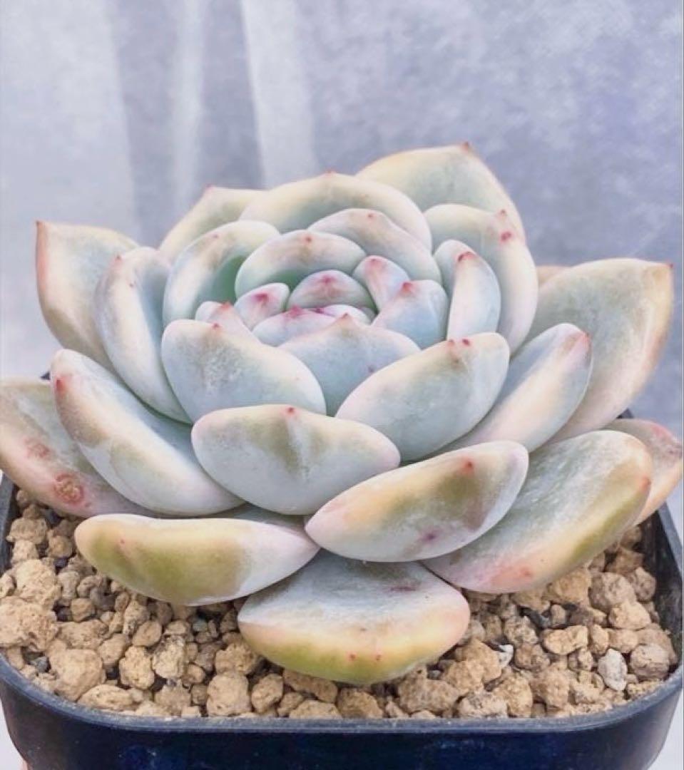 多肉植物　10cm超　❁︎モンロー錦　未発根