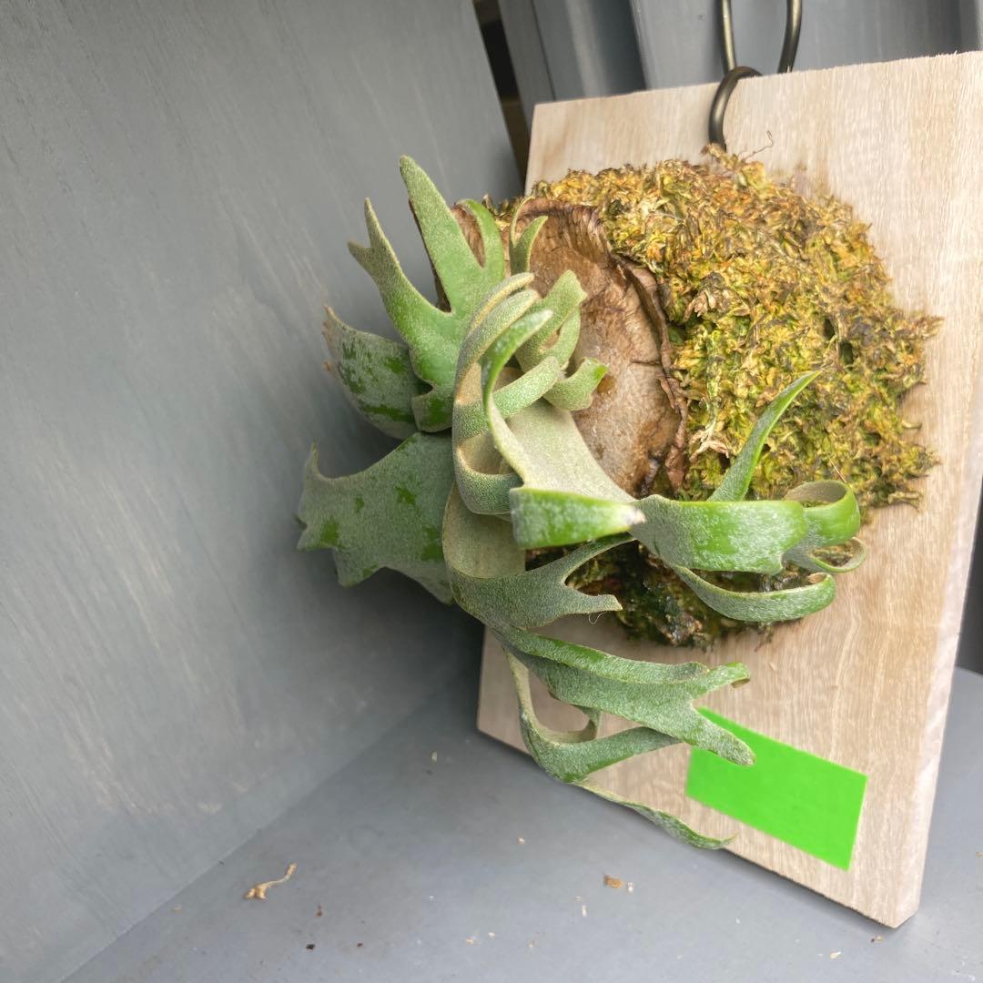 ビカクシタ　ジェイドガール　板付け　スポア　ウィリンキー　jade girl